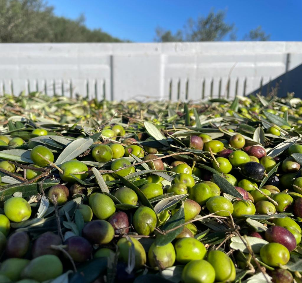 Quando si raccolgono le olive?