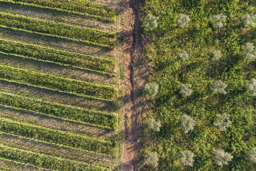 Vista aerea dei vigneti Terre di Marfisa a Farnese