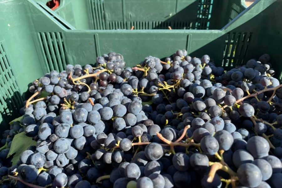Vendemmia alle Terre di Marfisa a Farnese