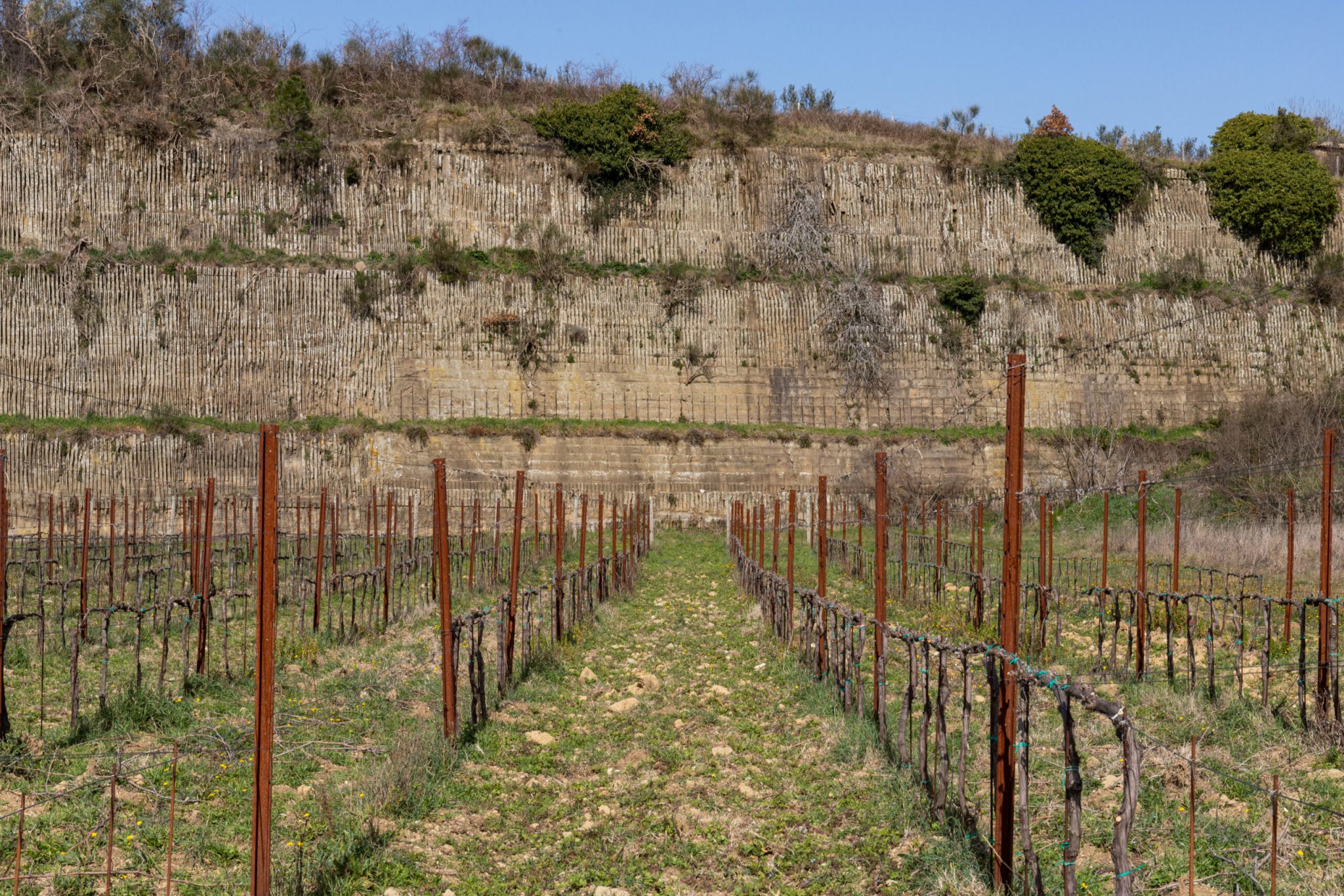 Vigneti Terre di Marfisa in inverno a Farnese